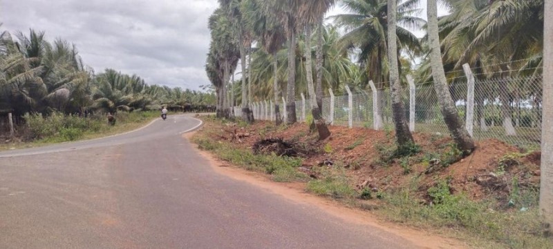 coconut farm land for sale