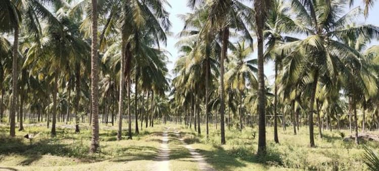 Coconut Farm For Sale