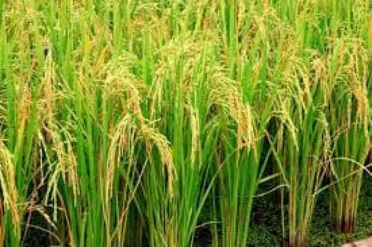 farm land for sale