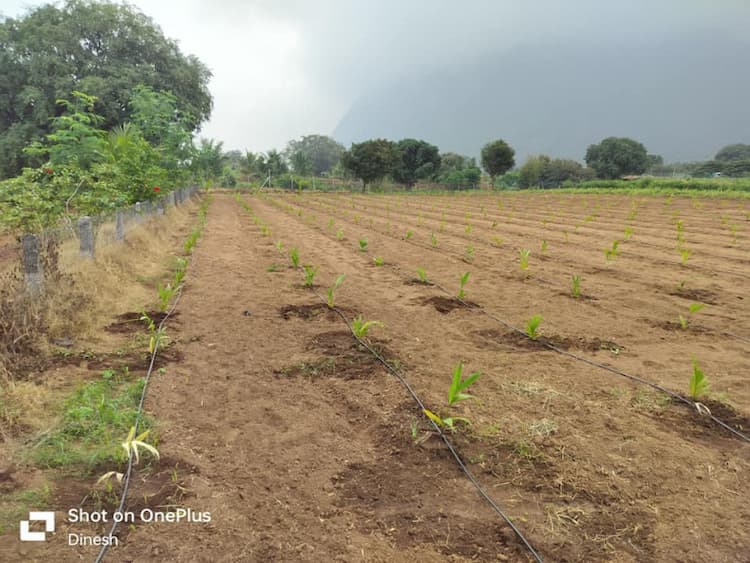 163350 sqft Plot