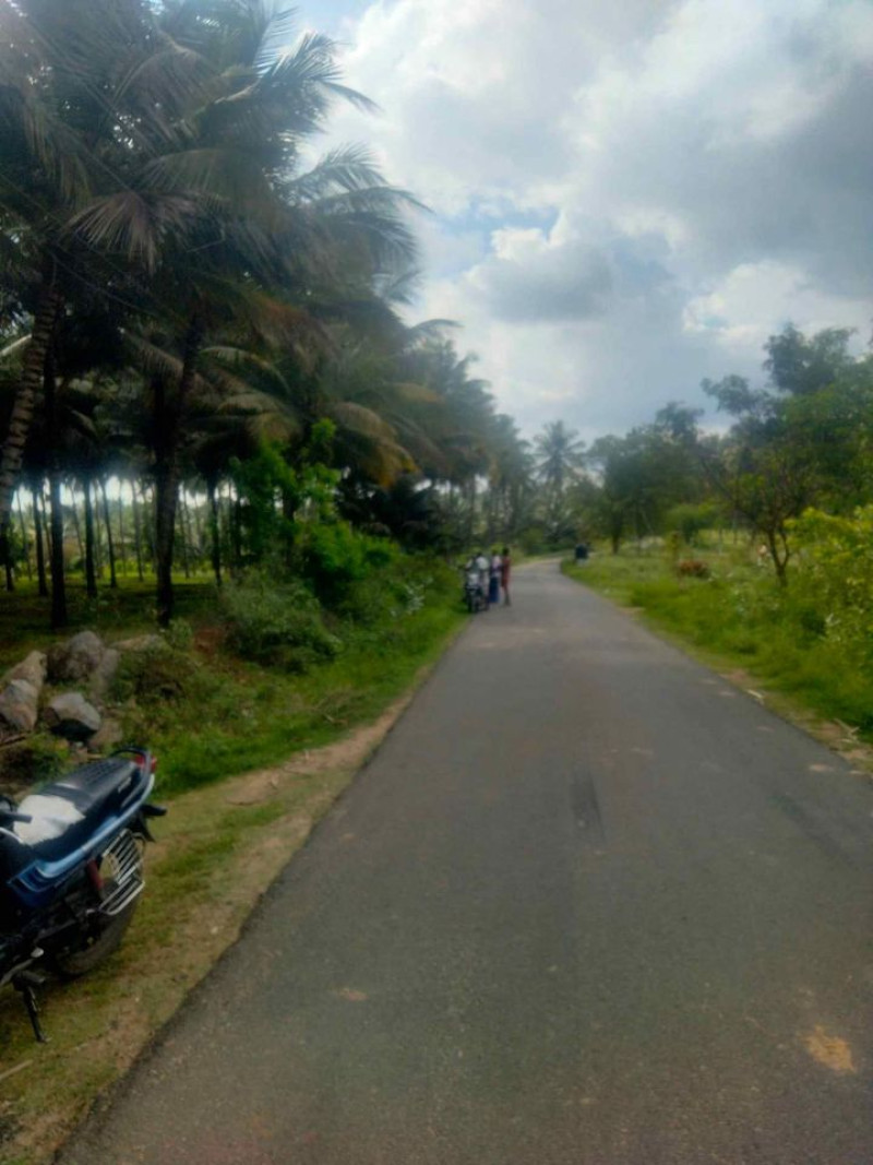 coconut farm land for sale