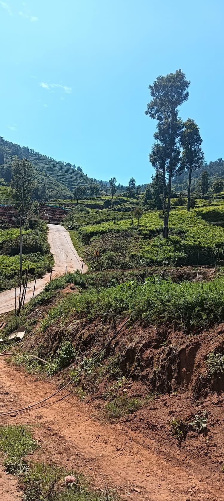 Estate For Sales