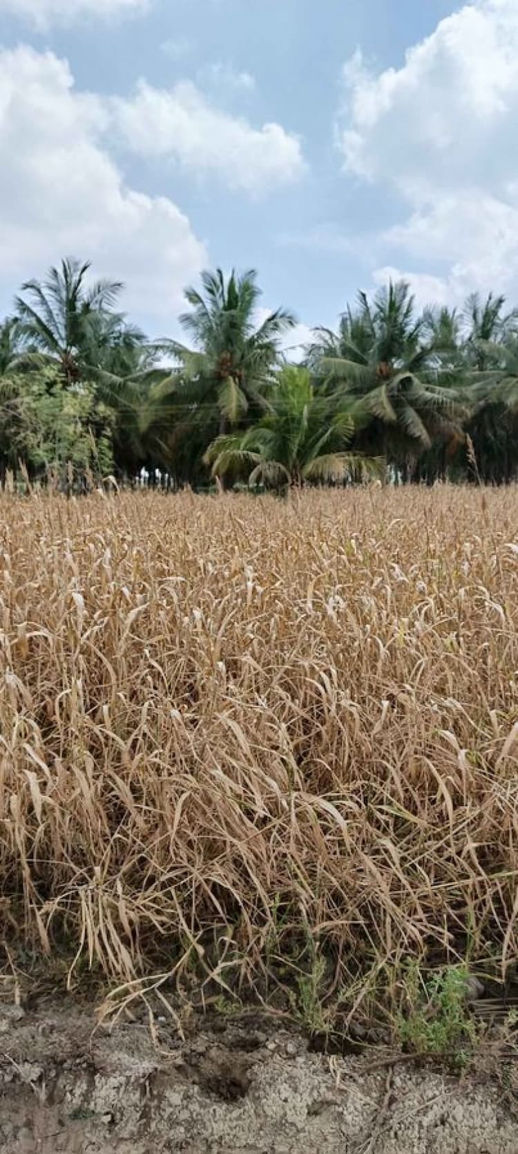 farm land for sale