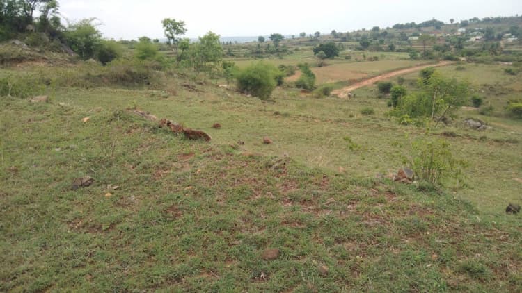 Agricultural Land