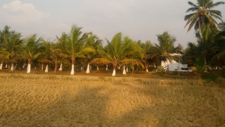 3.5 acre organic coconut farm for sale 