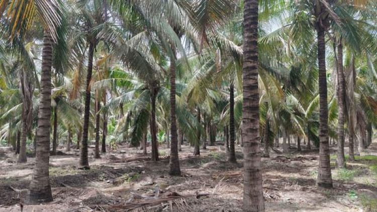 Land for Sale