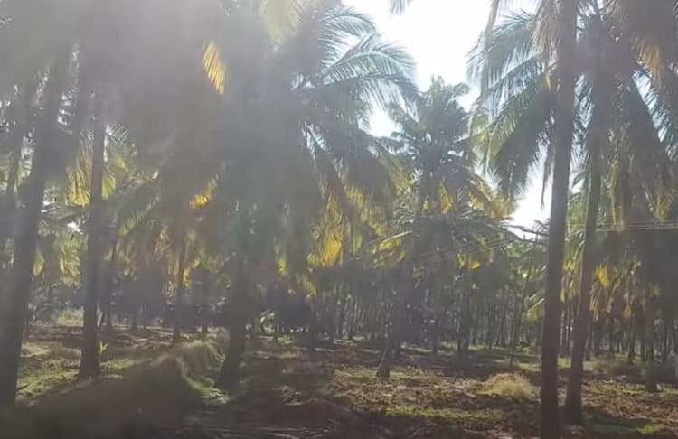 Land for sales