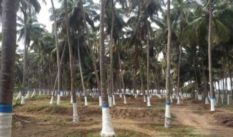 Beautiful farm land for sale in Coimbatore