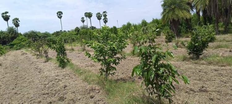 Land sale