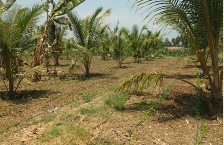 Land for sales