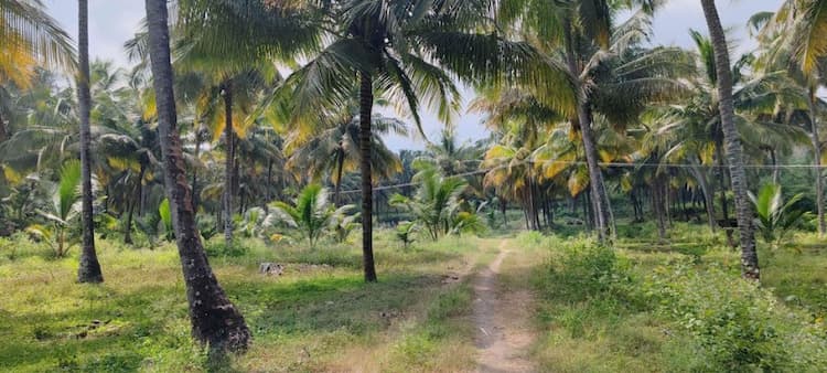 13 acre coconut thottam for sale