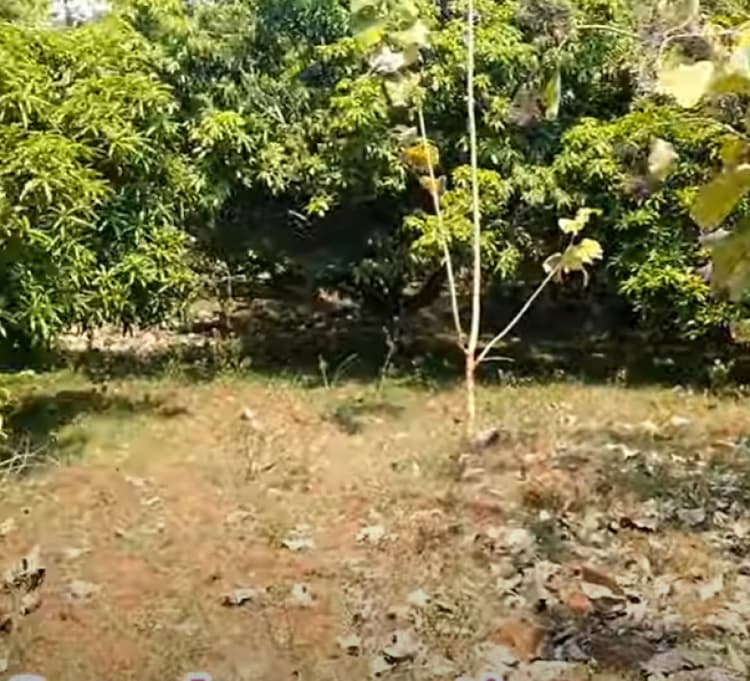 Land for sales
