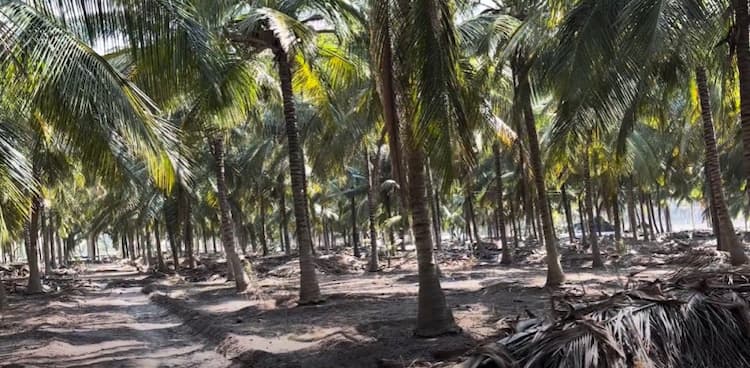 Land for Sale