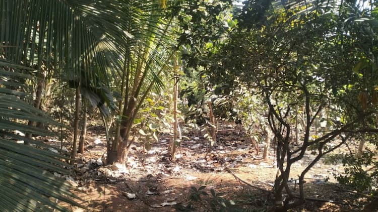 Agri Land for Sale