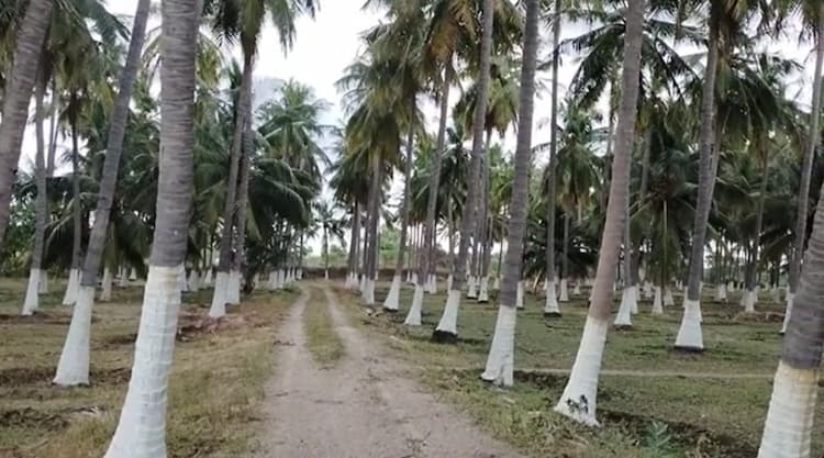 Land for Sale
