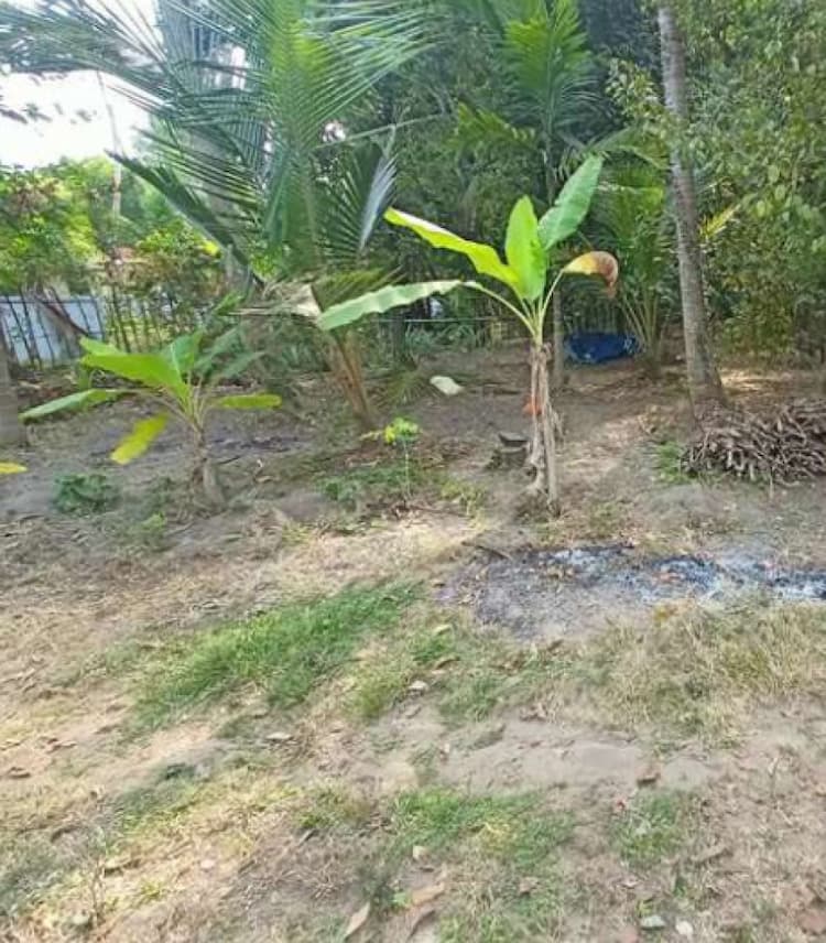 11 cent Plot