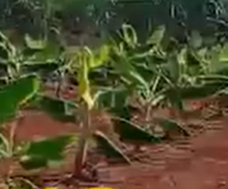 Land for sales