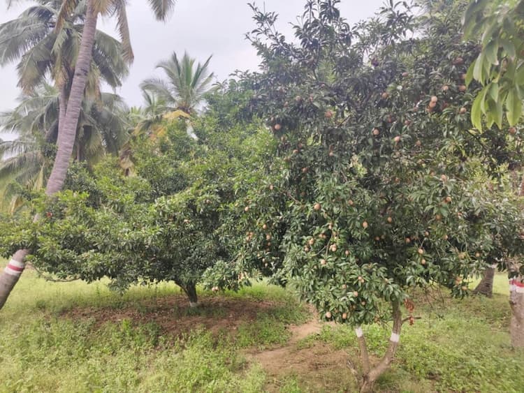 Far land sale
