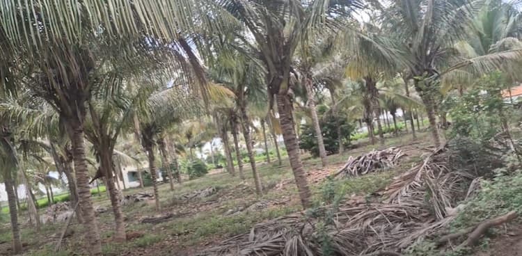 Land for Sale