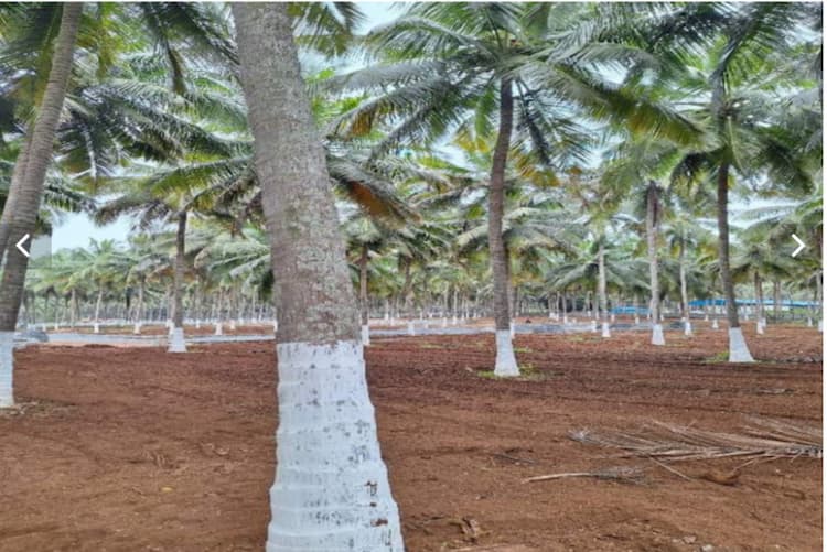25 Cents, Land for sale in Kinathukadavu