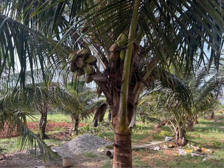 Land for Sale
