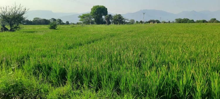 Land for sales