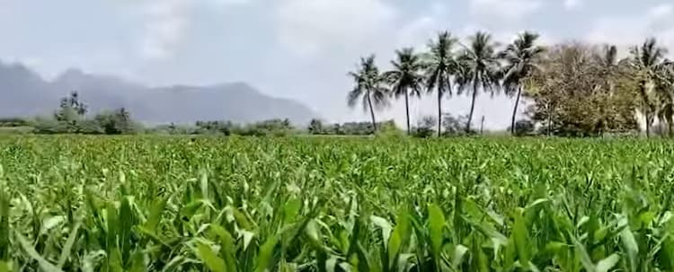 Low Budget Farm Land for Sale