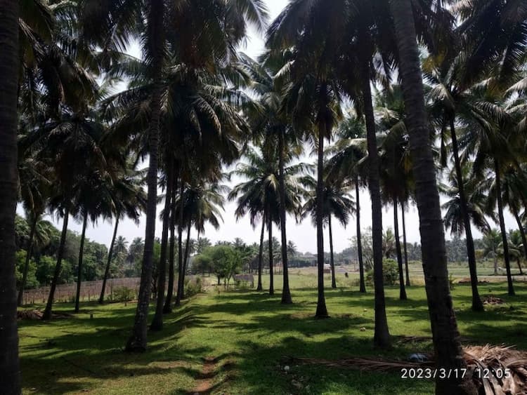 coconut farm land for sale