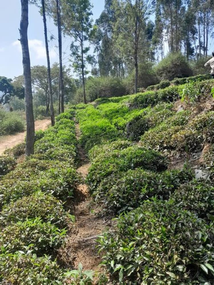 Tea Estate for sale