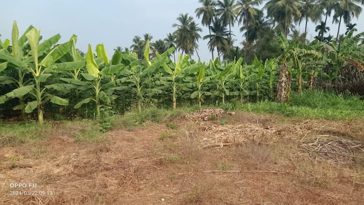 Land for sales