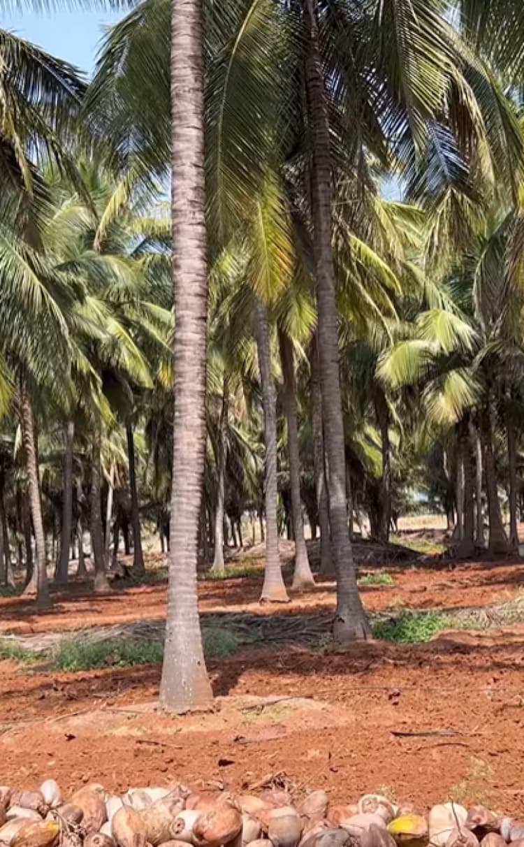 Farm For Sale