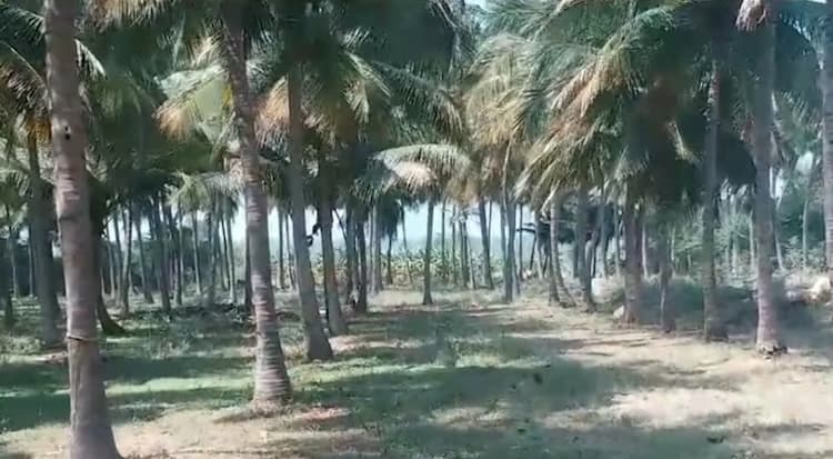 Coconut Farm for Sale
