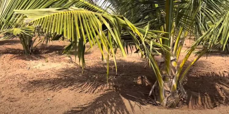 90 Cent Coconut Farm for Sale