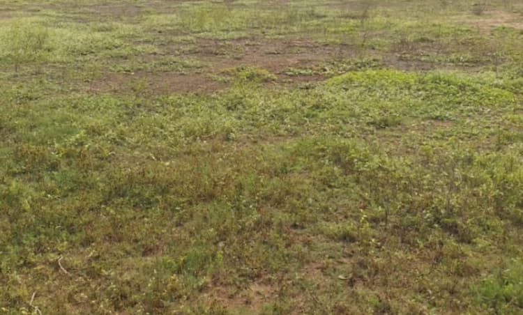 Land for sales