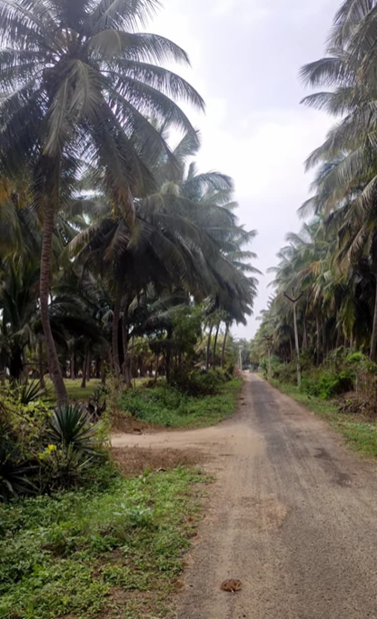 Farm Land For Sale