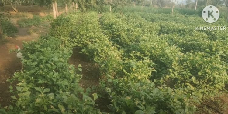 Farm Land for Sale