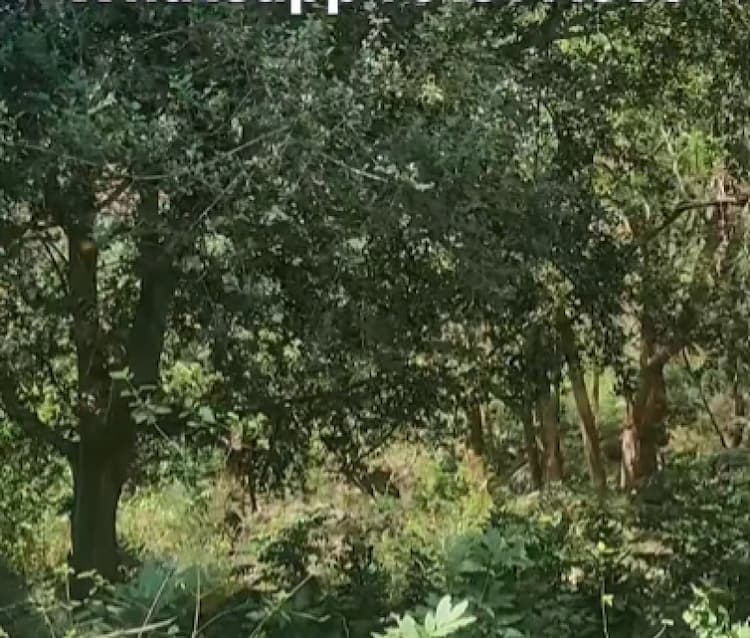 Land for sales