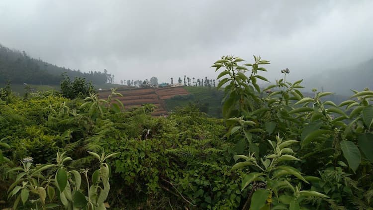 LAND FOR SALE IN OOTY KOTAGIRI ROAD