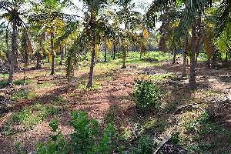 Agricultural land