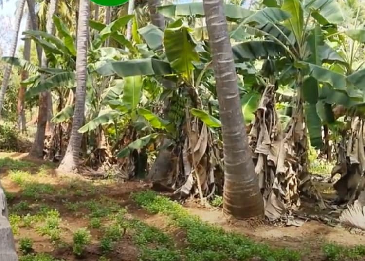 Land for sales
