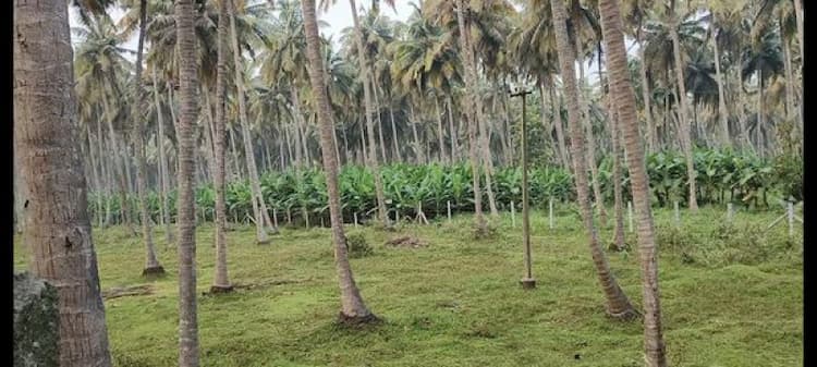 Coconut Farm For Sale