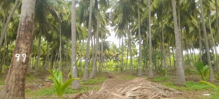 Land for Sale
