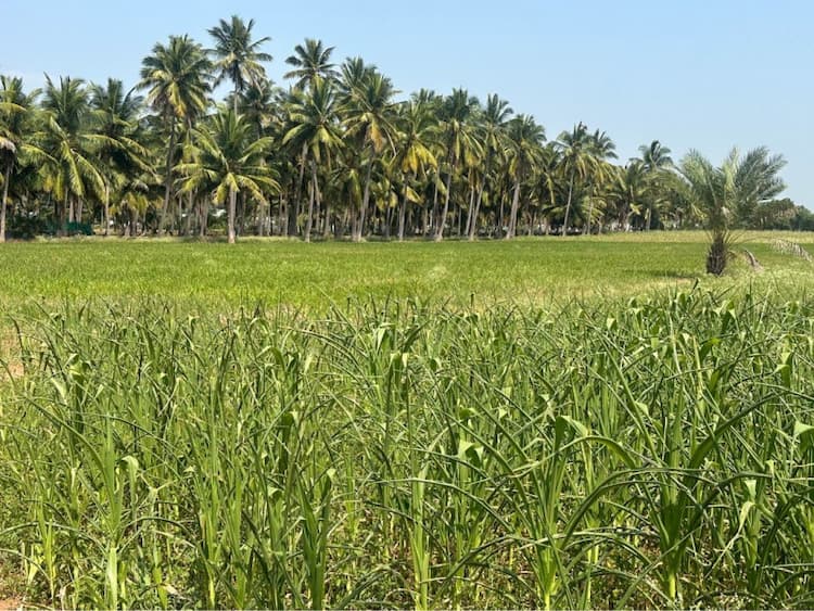 agri land for sale