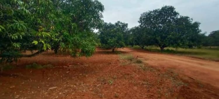 coconut trees and mango trees in our garden LAND FOR SALE