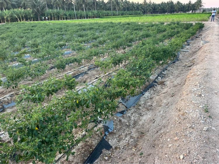Farm Land for Sale