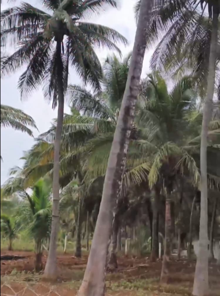 Land for sales