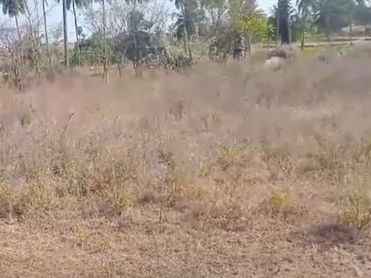 Land for sales