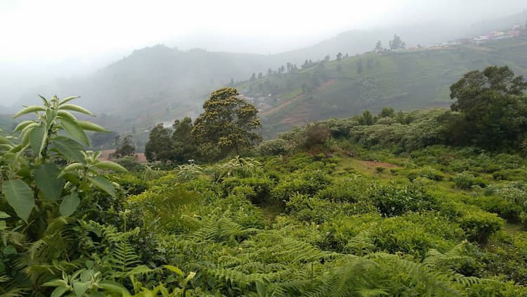 RESIDENTIAL PLOT FOR SALE IN OOTY 10 KM FROM OOTY