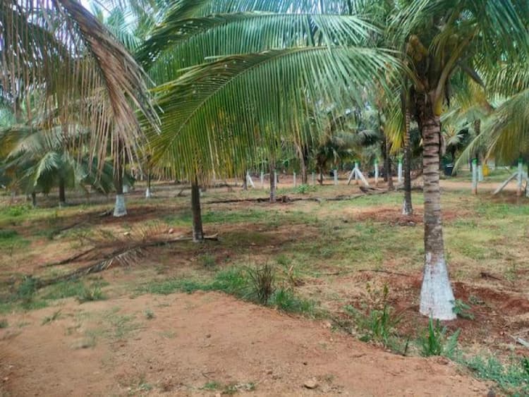 Coconut Farm For Sale