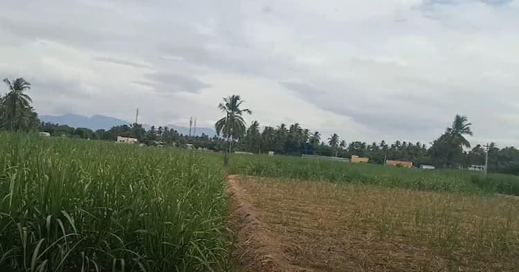 Land for sales